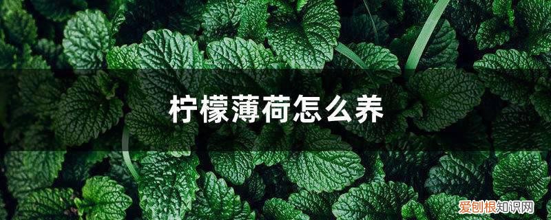 柠檬薄荷怎么养活 柠檬薄荷怎么养
