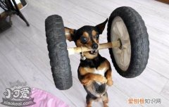 狗狗一直不挤肛门腺 狗狗不挤肛门腺会怎样