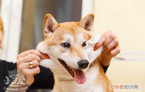 狗狗肛门腺的位置在哪里 狗的肛门腺在什么位置
