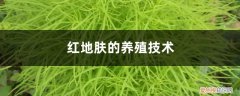 地肤红可以养在室内吗 红地肤的养殖技术