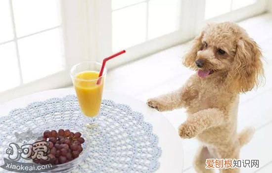 狗狗感冒和细小的区别 如何判断狗狗是感冒还是患了细小