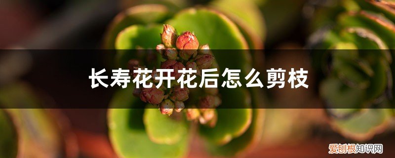 长寿花开花后怎么剪枝图片 长寿花开花后怎么剪枝