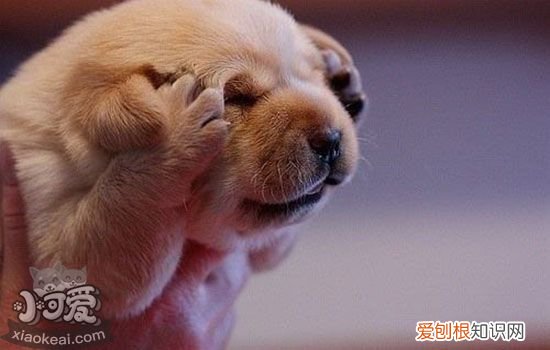 狗狗需要驱虫吗 怎么判断狗狗需要驱虫