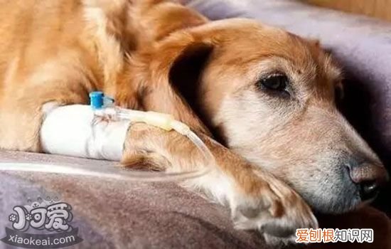 狗狗感冒了怎么办 早发现早诊断早治疗