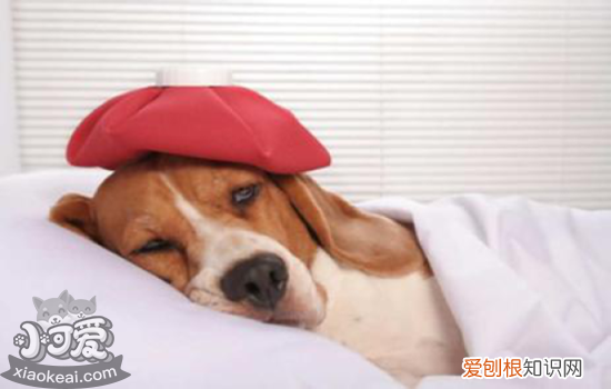 狗狗感冒了可以自愈吗 狗狗感冒能自愈吗？注意分清感冒还是疾病前兆