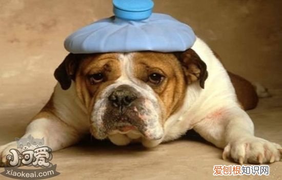 宠物狗拉稀怎么办 狗拉稀怎么办