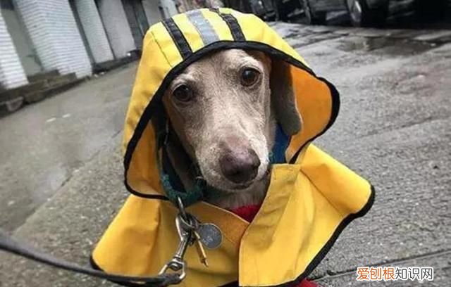 下雨天怎么溜狗有好办法，下雨天没法遛狗会不会憋坏了