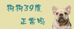 狗狗39.6度正常吗 狗狗39度正常吗