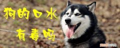 狗的囗水有毒吗 狗的口水有毒吗