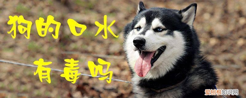 狗的囗水有毒吗 狗的口水有毒吗