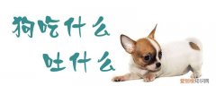 狗吃什么吐什么怎么办精神好 狗吃什么吐什么
