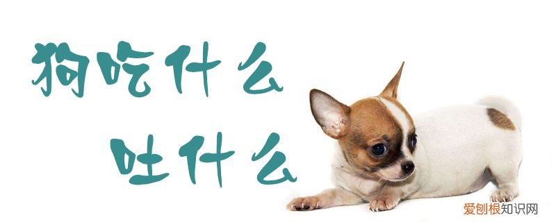 狗吃什么吐什么怎么办精神好 狗吃什么吐什么