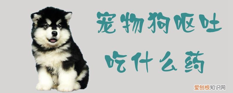 宠物狗呕吐吃什么药管用 宠物狗呕吐吃什么药