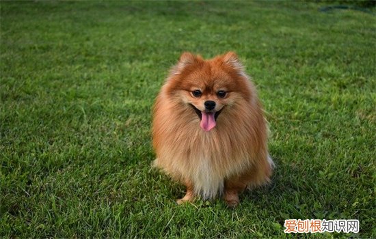 博美拉稀怎么办 红色 博美拉稀怎么办