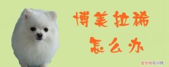 博美拉稀怎么办 红色 博美拉稀怎么办