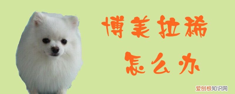 博美拉稀怎么办 红色 博美拉稀怎么办