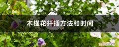 木槿花什么时候扦插好 木槿花扦插方法和时间