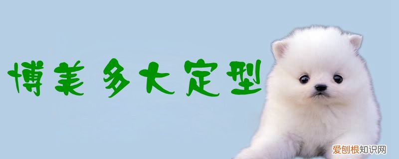 博美多大成型 博美多大定型