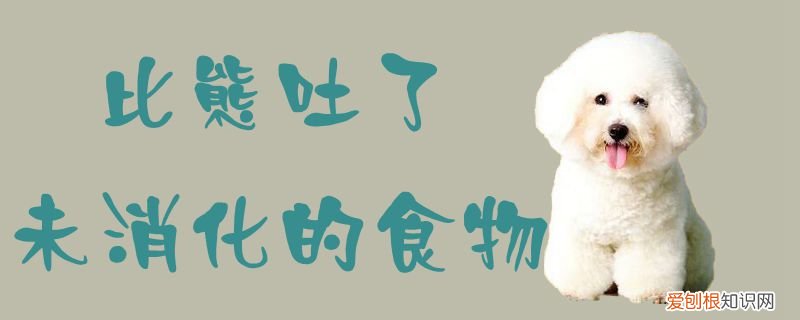 比熊吐了未消化的食物怎么办 比熊吐了未消化的食物