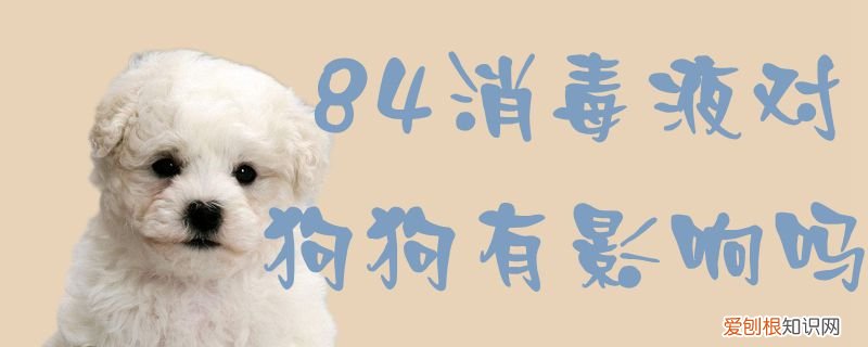 84消毒液的气味对狗狗有伤害吗 84消毒液对狗狗有影响吗