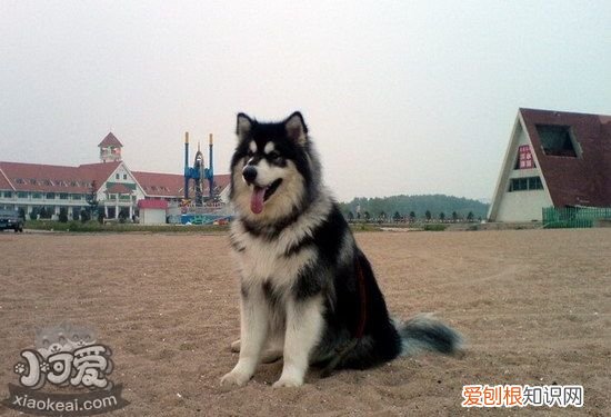 阿拉斯加感冒了怎么办 阿拉斯雪橇犬加用药介绍