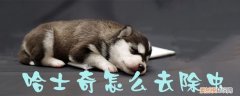 哈士奇幼犬体外驱虫 哈士奇怎么去除虫