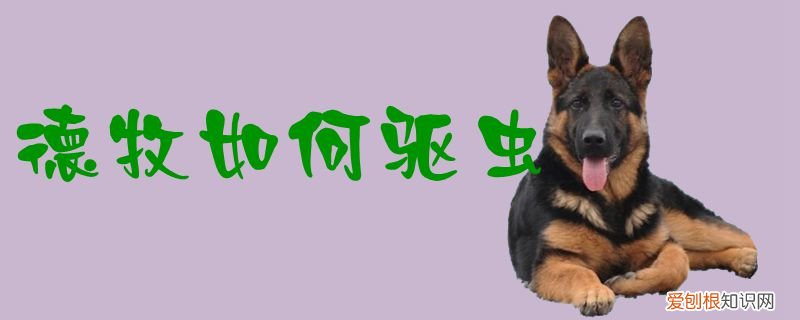 德牧驱虫药什么牌子好 德牧如何驱虫