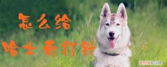 哈士奇幼犬打针之前需要注意什么 怎么给哈士奇打针