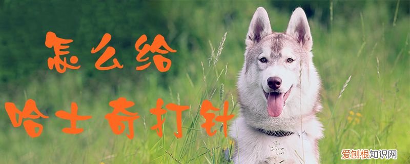 哈士奇幼犬打针之前需要注意什么 怎么给哈士奇打针