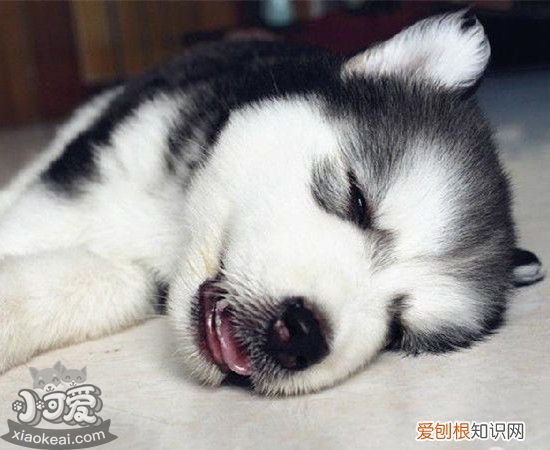 狗狗呕吐是什么原因 狗狗呕吐原因及处理方法