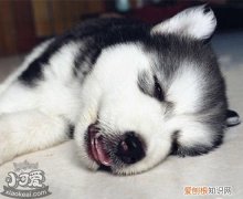 哈士奇细小是什么症状 哈士奇得了细小病毒怎么治