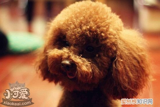 泰迪耳螨怎么治 泰迪耳螨治疗方法