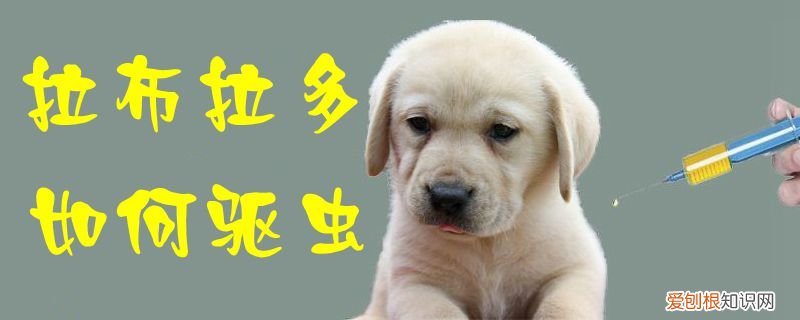 拉布拉多如何驱虫最有效 拉布拉多如何驱虫