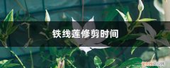 铁线莲秋季修剪 铁线莲修剪时间