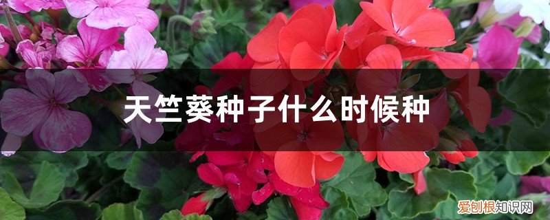 天竺葵种子育苗什么时候可以移栽 天竺葵种子什么时候种