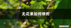 无花果如何修剪高产 无花果如何修剪
