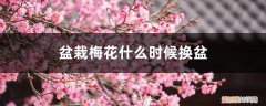 盆栽梅花几年换盆 盆栽梅花什么时候换盆