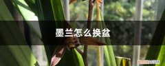 墨兰怎么换盆视频 墨兰怎么换盆