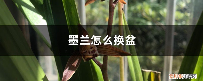 墨兰怎么换盆视频 墨兰怎么换盆