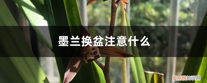 墨兰换盆需要浇水吗 墨兰换盆注意什么