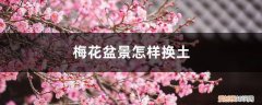 梅花盆景怎么修剪 梅花盆景怎样换土
