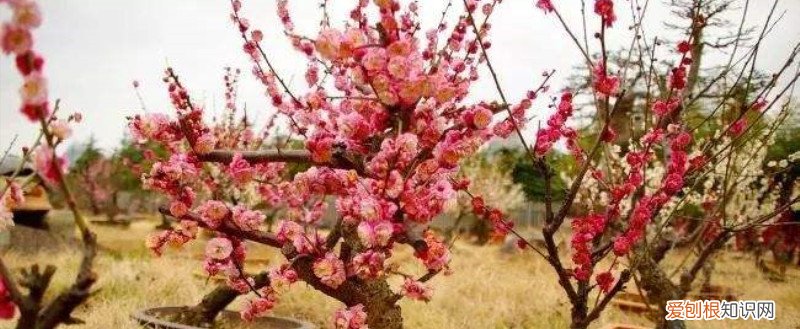 松红梅换盆注意事项 红梅几月份换盆比较好