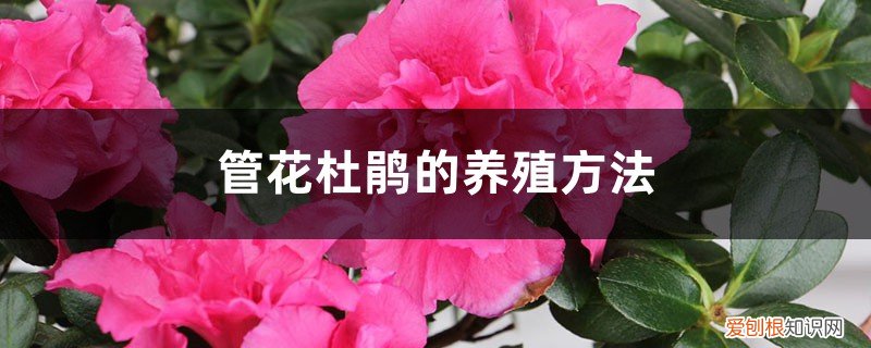 杜鹃花的养殖与管理 管花杜鹃的养殖方法