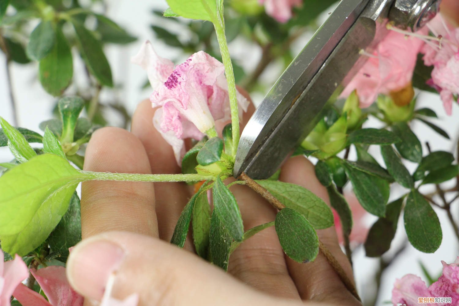 杜鹃花的养殖与管理 管花杜鹃的养殖方法