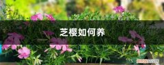 芝樱好养活吗 芝樱如何养