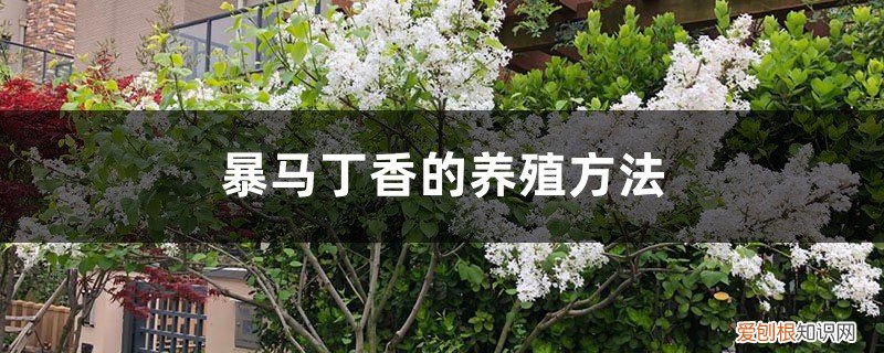 暴马丁香盆栽 暴马丁香的养殖方法