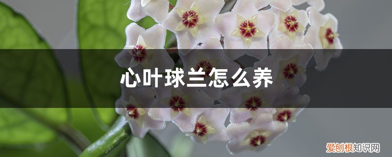 心叶球兰养护知识 心叶球兰怎么养