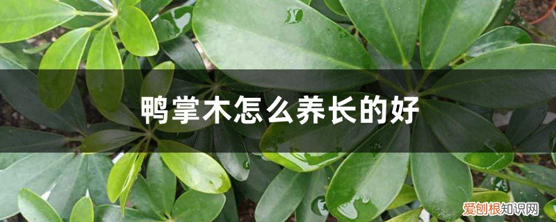 鸭掌木怎么样快速生长 鸭掌木怎么养长的好