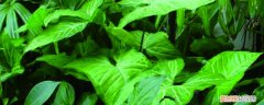 合果芋怎么养可以长好高 合果芋怎么养