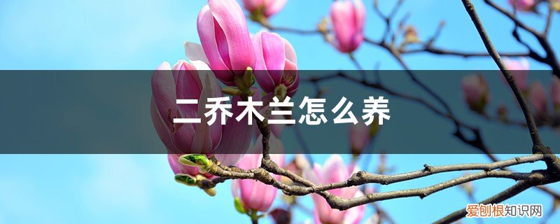 二乔木兰花 二乔木兰怎么养